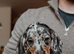 11 beautiful puppies dachshund rehome