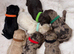 Beautiful F1 Cavapoo Puppies Health Tested Parents