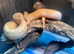 Banana Pied Royal Pythons at Birmingham Reptiles