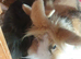 3 Dutch girl/ LION HEADS rabbits