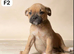 Boxer mix bulldog puppies