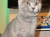 Blue British short hairs