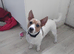 Jack russell puppies