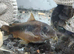 Breeding Group of Bronze Corydoras for sale
