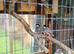 Java sparrows silver and normals available