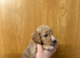 Cockapoo puppies