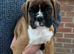 FIVE STAR BREEDER of lovey boxer puppies