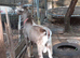 Fabulous Entire Intact Toggenburg Breeding Billy - Father Pedigree
