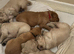 Golden retriever puppies