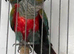 Bonded Pair of Conures