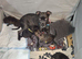 Staffihusky x malinois gsh