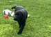 PURE BRED LABRADOR PUPPIES