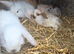 Dwarf lop earxbaby rabbits