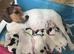 two beautiful jack russell girls