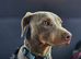 2 year old dachshund x boy