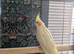 Friendly lutino cockatiel 3 months old baby