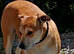Lurcher Leah for Rehoming