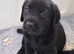 KC registered labrador Retrievers