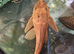 Common pleco albino