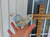 Super silly hand tamed budgies