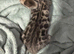 Bengal girls