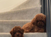 Teacup red poodle