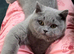 Title British short hair fluffy kittens,London based