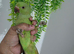 Baby hand-reared Indian ring necks for sale white albino and green available