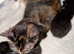 Two adorable kittens for sale