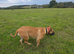 Boerboel Female for rehoming 21 months