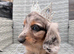 4 beautiful longhaired miniature dachshund