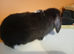 Pure mini lop ready to reserve