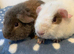 Beautiful teddy Guinea pig brothers