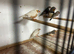 Zebra finch male and females