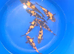 koj carp for sale