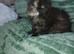 Pedigree Kittens 2female 1male