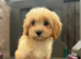 Cavapoo puppy’s ready to leave!!