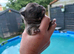 Stunning Pedigree Chihuahua Puppies