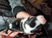 Staffordshire Bull Terrier Puppies