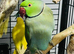 Baby Blue Ringneck parrot