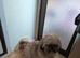 Good home wanted shih Tzu bitch