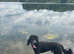 Standard poodle male