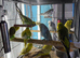 Tame Cockatiels