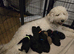 last puppy left best saved until last!! Reduced!! St Berdoodle x sproodle puppies (READY NOW)