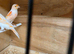 Red mosaic canaries