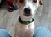 Pure bread jack Russell male.