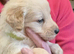 GOLDEN SHEPHERD PUPPIES