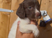 Cocker spaniel puppy&rsquo;s