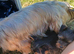 Yorkshire terrier puppies