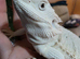 Hypo Zero female Bearded Dragon